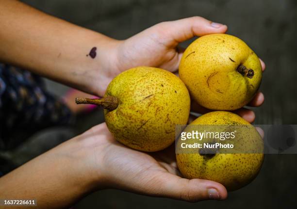 Pears are fruits produced and consumed around the world, growing on a tree and harvested in late summer into mid-autumn. The pear tree and shrub are...