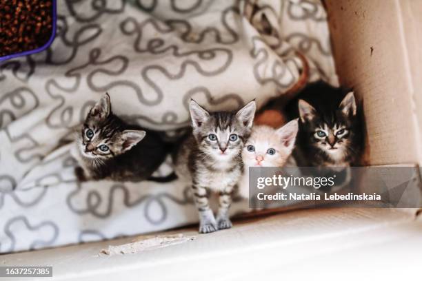 sheltering love: four precious homeless kittens find refuge in a box. top view - cub foto e immagini stock