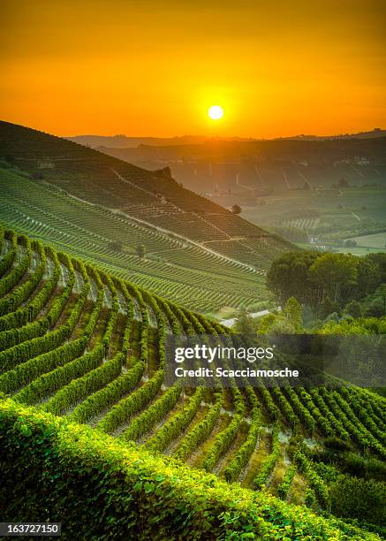 sonne auf die weinberge - region piemont stock-fotos und bilder