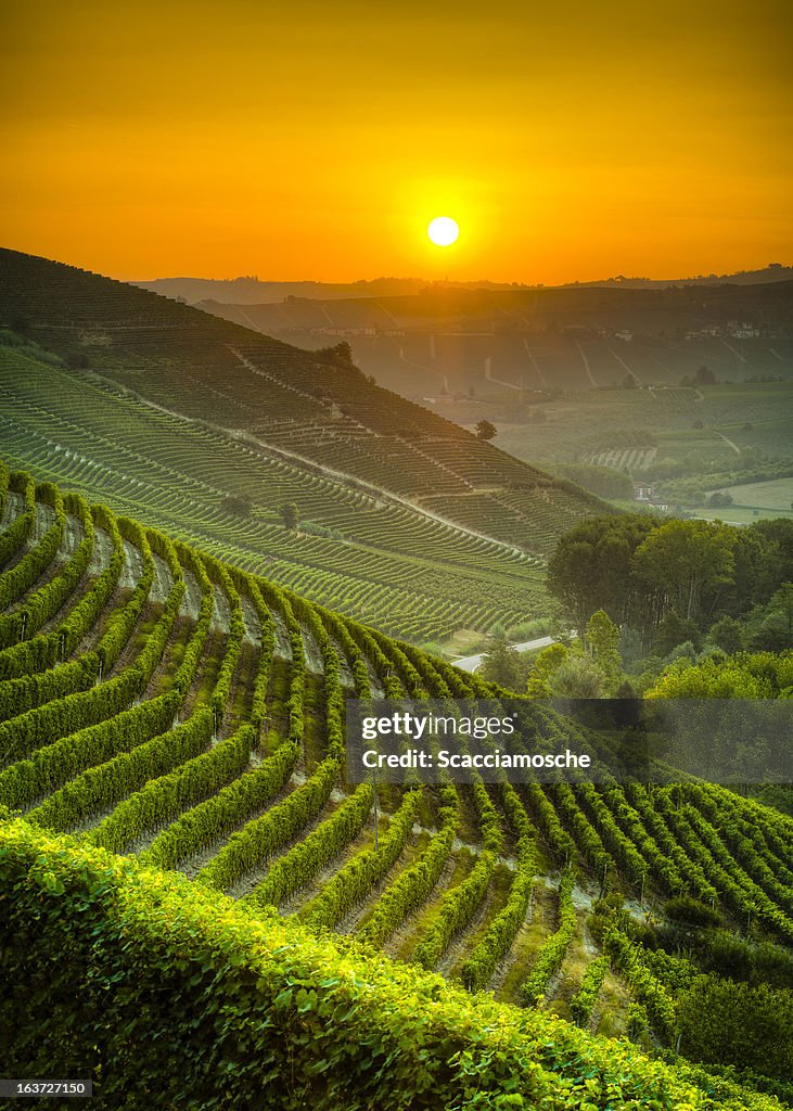 Sol sobre as vinhas