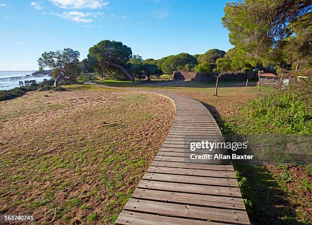 boardwalk in donana national park - nationaal park donana stockfoto's en -beelden