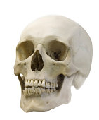 single skull isolated on white