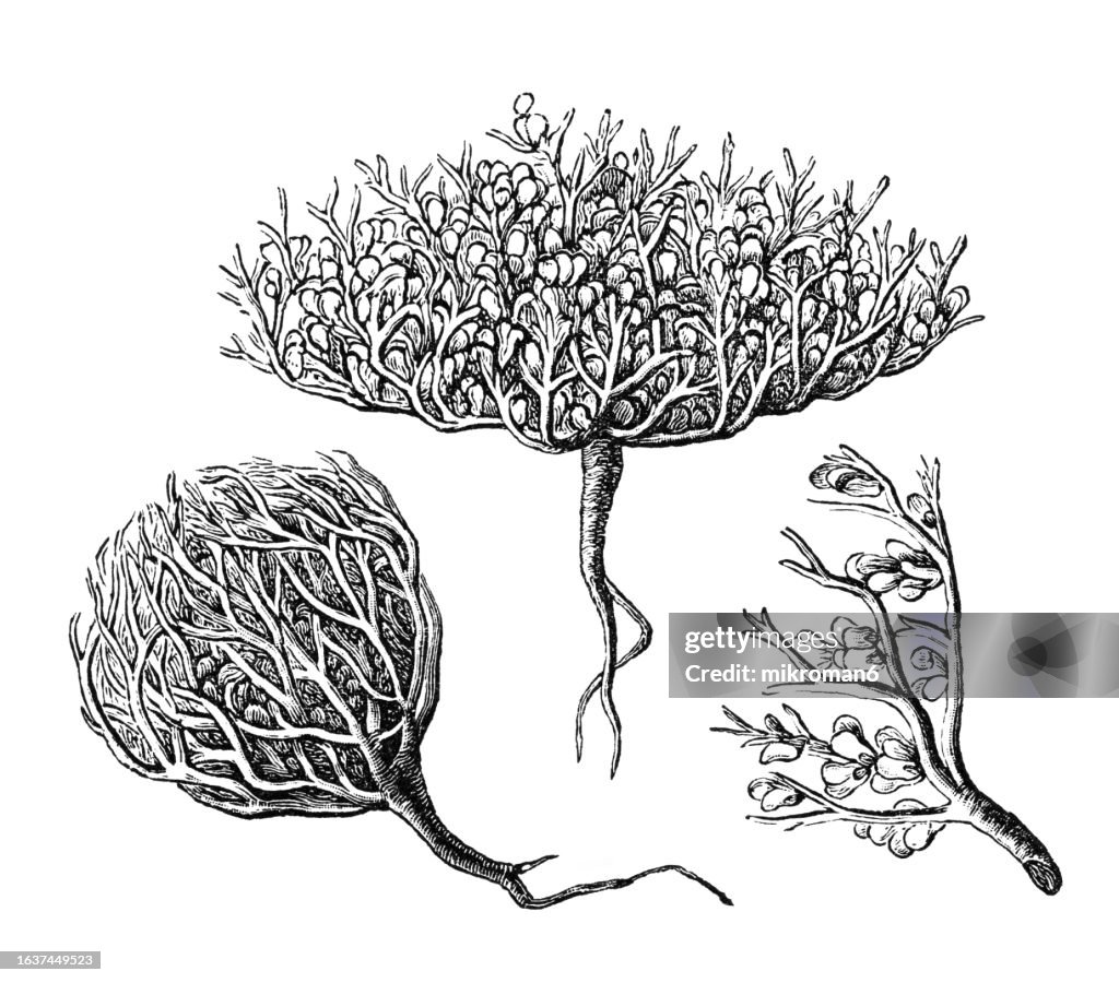 Old engraved illustration of Botany, Anastatica hierochuntica, a monotypic genus of plants in the family Brassicaceae