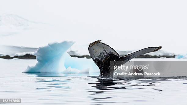 humpback whale fluke, antarctic peninsula - antarctica whale stock pictures, royalty-free photos & images