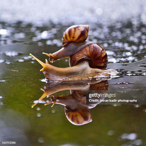 Baby Rocking Snail 106 Baby Snails Stock Photos, High-Res Pictures, and Images - Getty Images