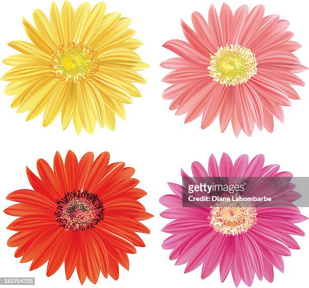 ilustraciones, imágenes clip art, dibujos animados e iconos de stock de flores gerbera - gerbera daisy
