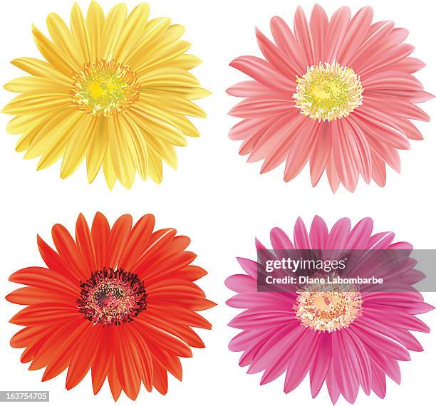 illustrazioni stock, clip art, cartoni animati e icone di tendenza di fiori di gerbera - gerbera daisy