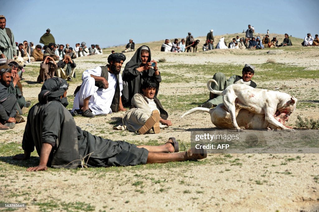 TOPSHOT-AFGHANISTAN-ANIMAL-DOG FIGHT
