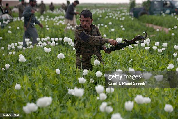 An Afghan policeman uses his gun to swipe at opium plants as they tackle the crop on a farm on March 14 in Babaji village-Helmand Province ,south...