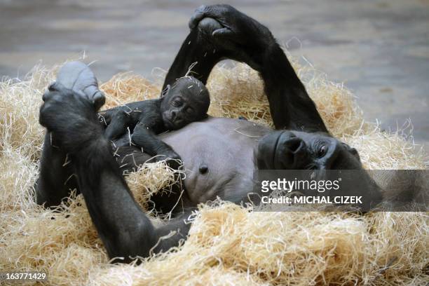 Kijivu, a western lowland gorilla, holds her three months old baby as they rest at the Zoo in Prague, March 15, 2013. AFP PHOTO / MICHAL CIZEK.