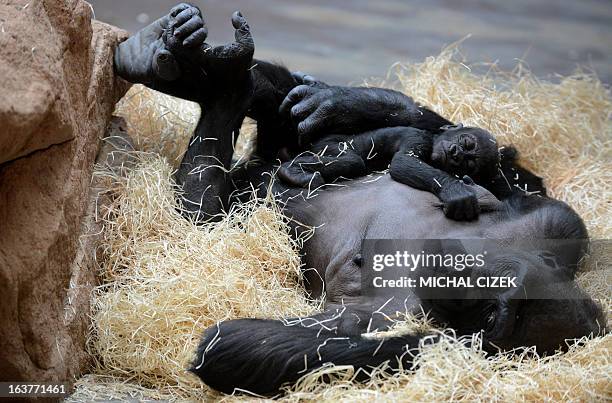 Kijivu, a western lowland gorilla, holds her three months old baby as they rest at the Zoo in Prague, March 15, 2013. AFP PHOTO / MICHAL CIZEK.