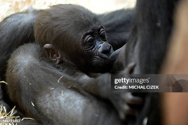 Kijivu, a western lowland gorilla, feeds her three months old baby as they rest at the Zoo in Prague, March 15, 2013. AFP PHOTO / MICHAL CIZEK.