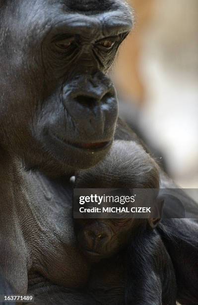 Kijivu, a western lowland gorilla, holds her three months old baby as they rest at the Zoo in Prague, March 15, 2013. AFP PHOTO / MICHAL CIZEK.