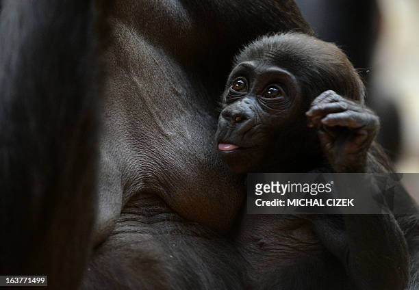 Kijivu, a western lowland gorilla, holds her three months old baby as they rest at the Zoo in Prague, March 15, 2013. AFP PHOTO / MICHAL CIZEK.