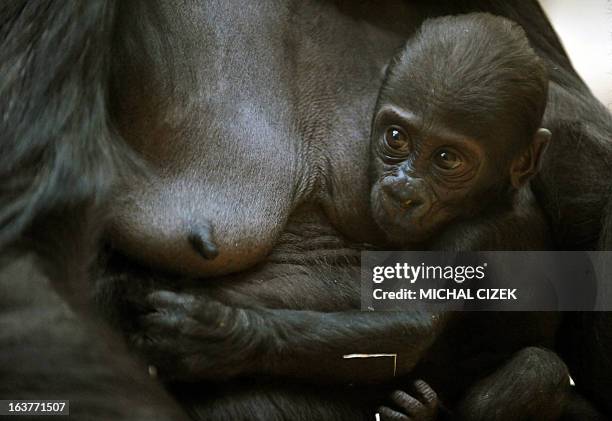 Kijivu, a western lowland gorilla, holds her three months old baby as they rest at the Zoo in Prague, March 15, 2013. AFP PHOTO / MICHAL CIZEK.