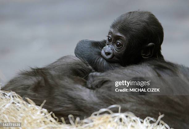 Kijivu, a western lowland gorilla, holds her three months old baby as they rest at the Zoo in Prague, March 15, 2013. AFP PHOTO / MICHAL CIZEK.