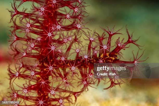 filigree octocoral polyps, plexauridae sp., triton bay, west papua province, indonesia - gorgonia sp stock pictures, royalty-free photos & images