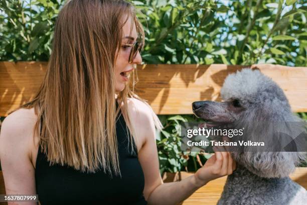 side view of lovely woman in sunglasses looking at gray poodle sitting near on wooden bench - standard poodle stock pictures, royalty-free photos & images