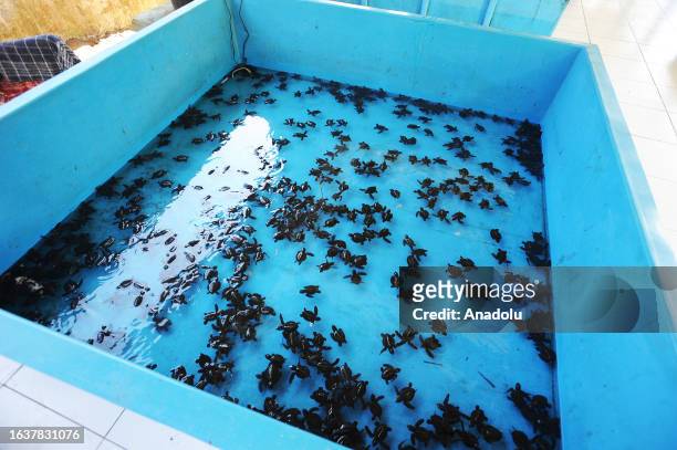 Nearly 60 Olive Ridley turtle hatchlings are released on Kili Kili Beach, Trenggalek, East Java, Indonesia on September 01, 2023. Currently turtles...