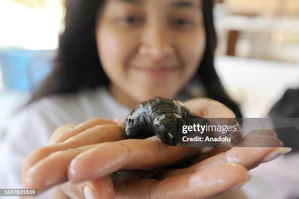 Nearly 60 Olive Ridley turtle hatchlings are released on Kili Kili Beach, Trenggalek, East Java, Indonesia on September 01, 2023. Currently turtles...