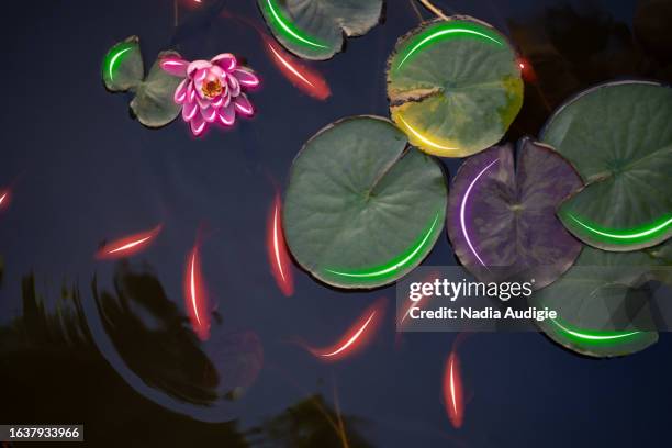 koi pond fish and water lilies with neon lines - augmented reality animal stock-fotos und bilder
