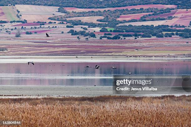 gallocanta lagoon - laguna fotografías e imágenes de stock