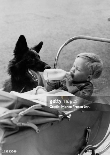 Eighteen-month-old Arthur Perry drinks milk from a bottle, watched by alsatian dog Rhapsody of Springlands at a dog show in Nine Elms, Battersea,...