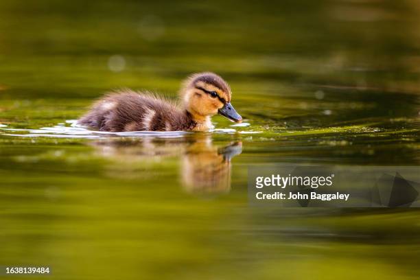 swimming duckling - duckling foto e immagini stock