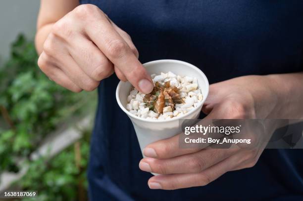 someone touching rotten gymnocalycium cactus. - dying houseplant stock pictures, royalty-free photos & images