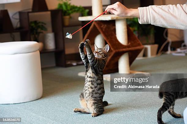 standing cat - cats playing stockfoto's en -beelden