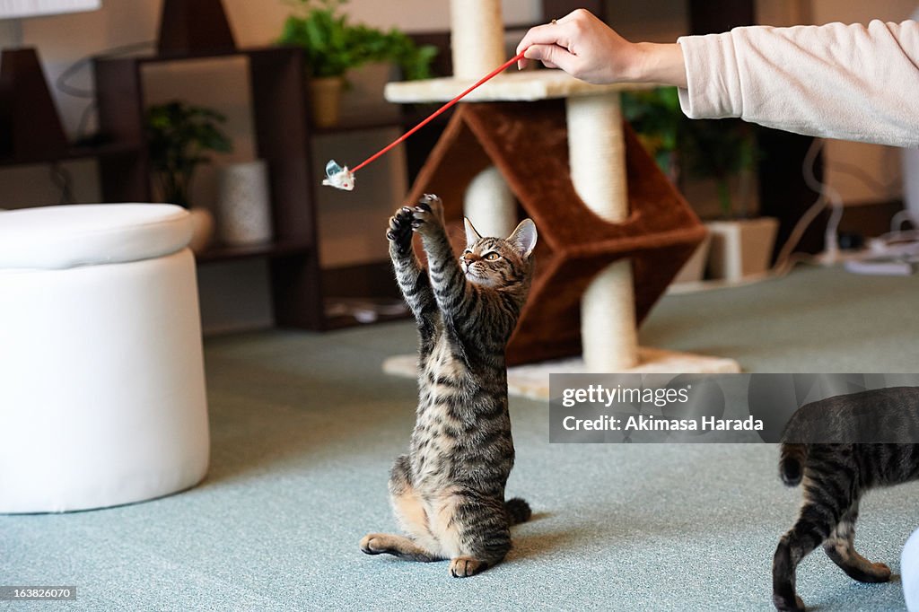 Standing cat