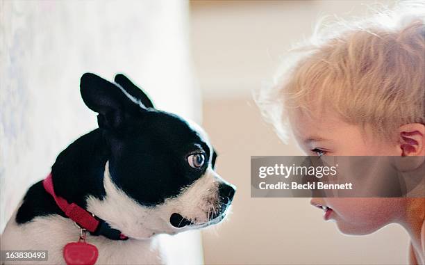 dog and toddler boy staring at eachother - staring stock pictures, royalty-free photos & images