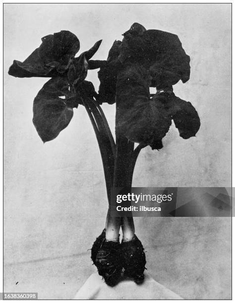 hawaii, antique photo: taro plant, arum esculentum - taro stock illustrations