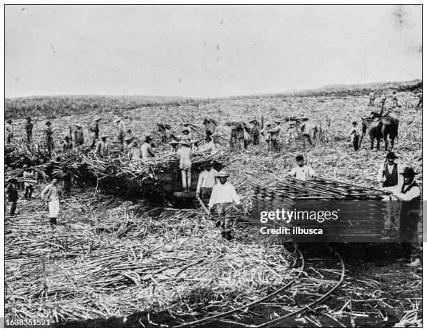 hawaii, antique photo: cane harvesting - sugar cane stock illustrations