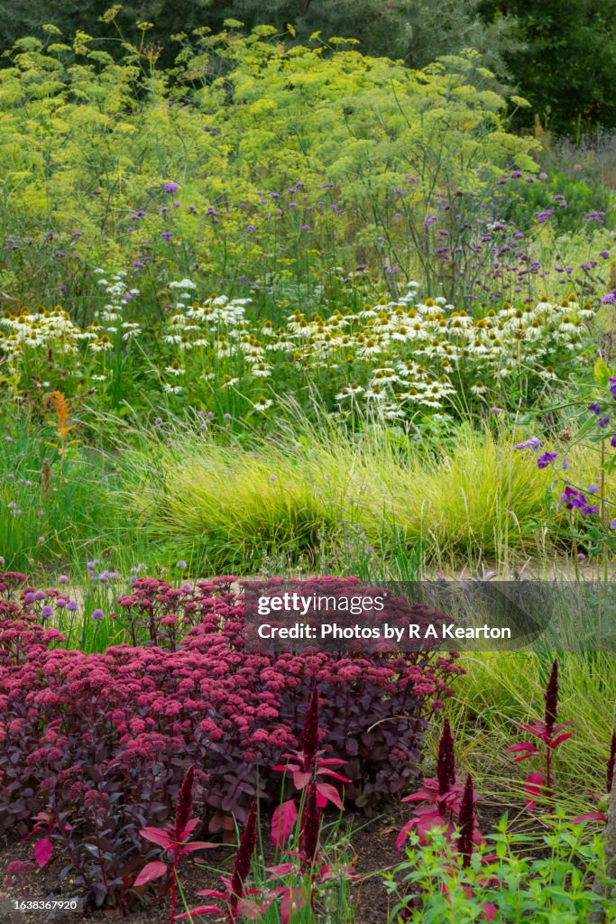Late summer perennial flower borders