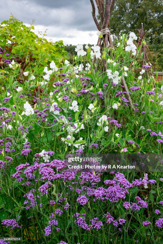 White Sweet Peas and purple Verbena Bonariensis in late summer garden
