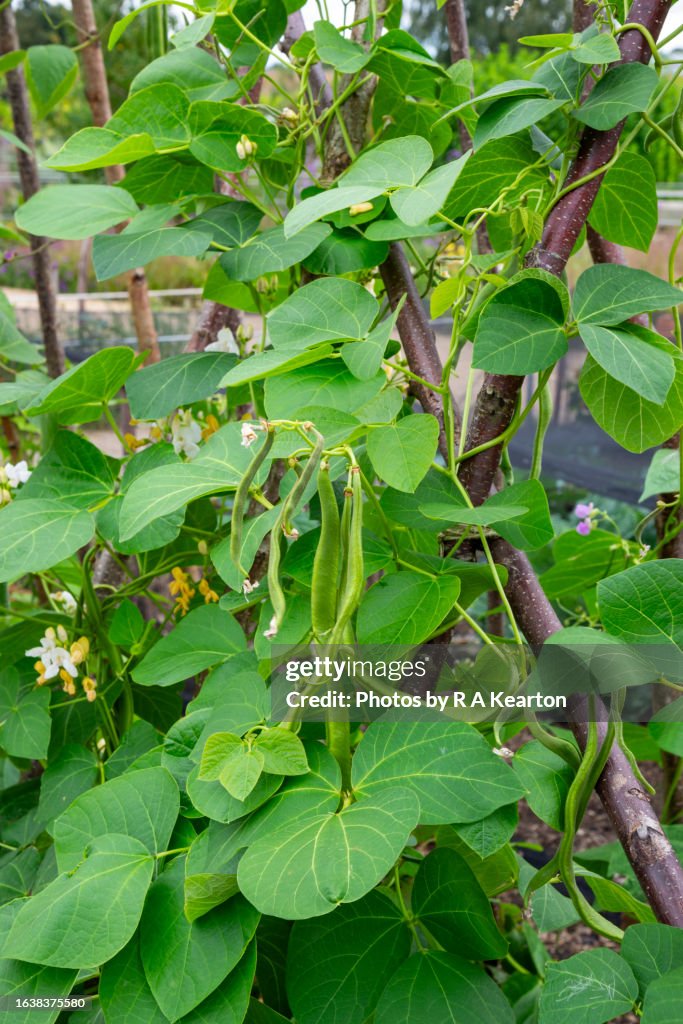 Runner Beans growing up a tall support of long sticks