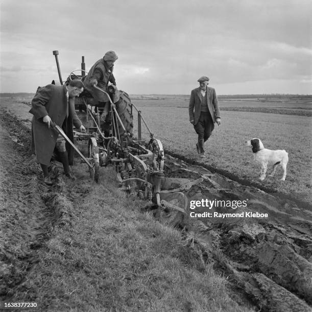 An English Setter dog watches as farmers plough a field near the village of Laxton, Nottinghamshire, February 1953. Original Publication: Picture...