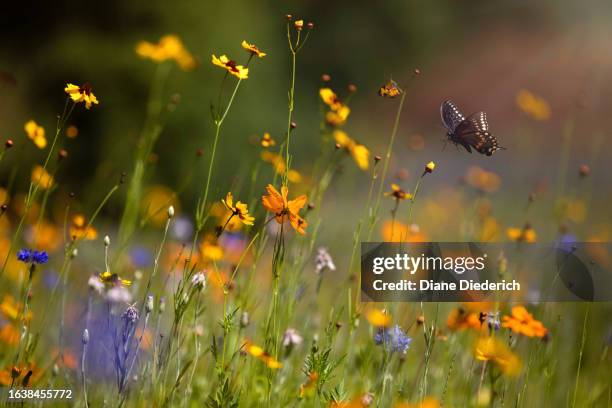 spicebush butterfly flying in a wildflower meadow - spice swallowtail butterfly stock pictures, royalty-free photos & images