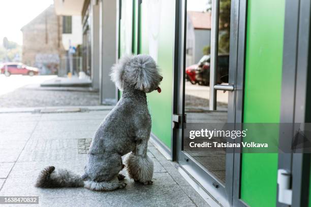 fluffy gray poodle sitting by building entrance on sidewalk looking into glass door - standard poodle stock pictures, royalty-free photos & images