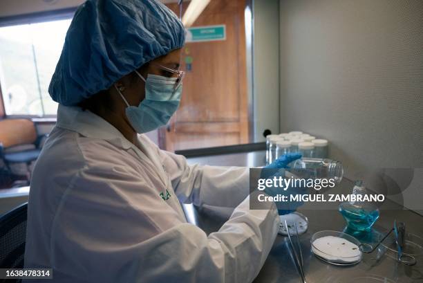 Scientist cuts the roots of a potato germ to be cultivated at PROINPA laboratory in Mucuchies, Merida state, Venezuela on August 4, 2023. A...