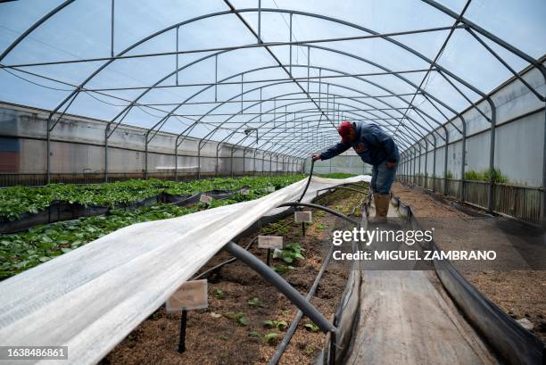 Agroecology technician Argenis Suescun checks potato crops in one of PROINPA greenhouses in Mucuchies, Merida state, Venezuela, on August 4, 2023. A...