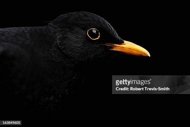 blackbird on a black background - blackbird stock pictures, royalty-free photos & images