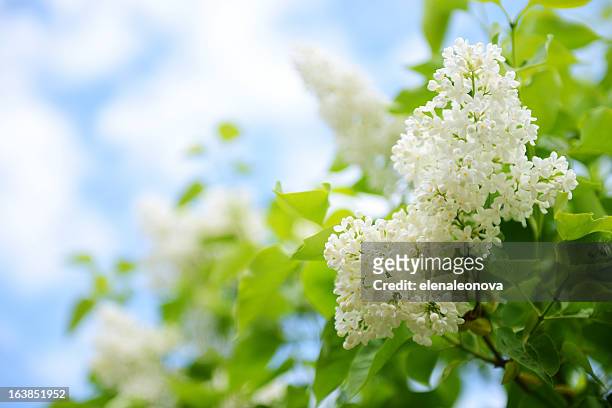 white flowers lilac - lilac bush stock pictures, royalty-free photos & images