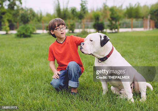 best friends - american bulldog stock pictures, royalty-free photos & images
