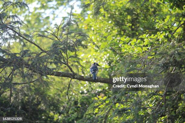 blue jay sitting in a pine tree - songbird stock pictures, royalty-free photos & images