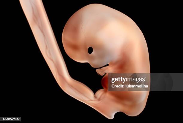 human embryo - human embryo stock pictures, royalty-free photos & images