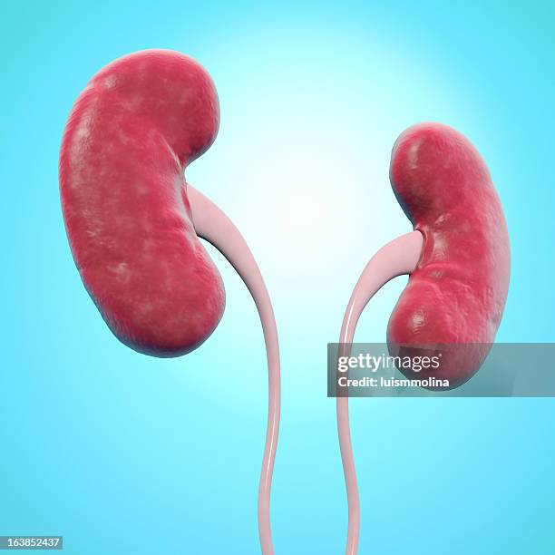 computer rendering of human kidneys on blue background - human kidney stockfoto's en -beelden