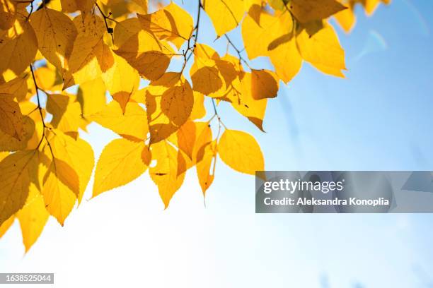 branch of autumn beech tree with yellow foliage in sunlight with blue sky, seasonal background, copy space - september stockfoto's en -beelden