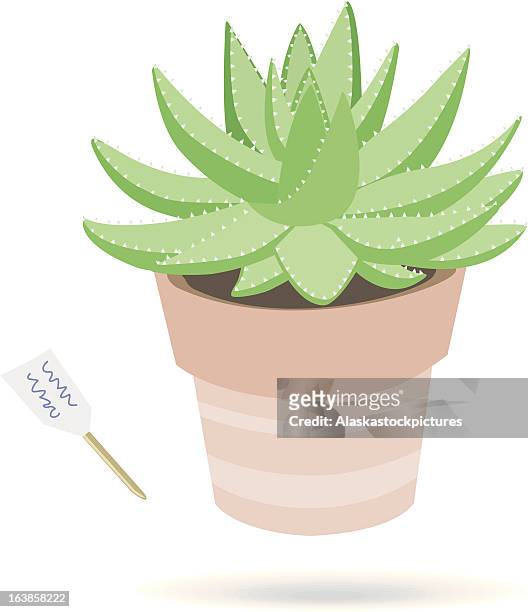succulentplant (kind of aloe) with small informationtag - aloe vera stock illustrations
